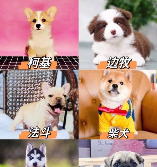 如何正确训练萨摩耶幼犬（从基本行为到社交能力，）